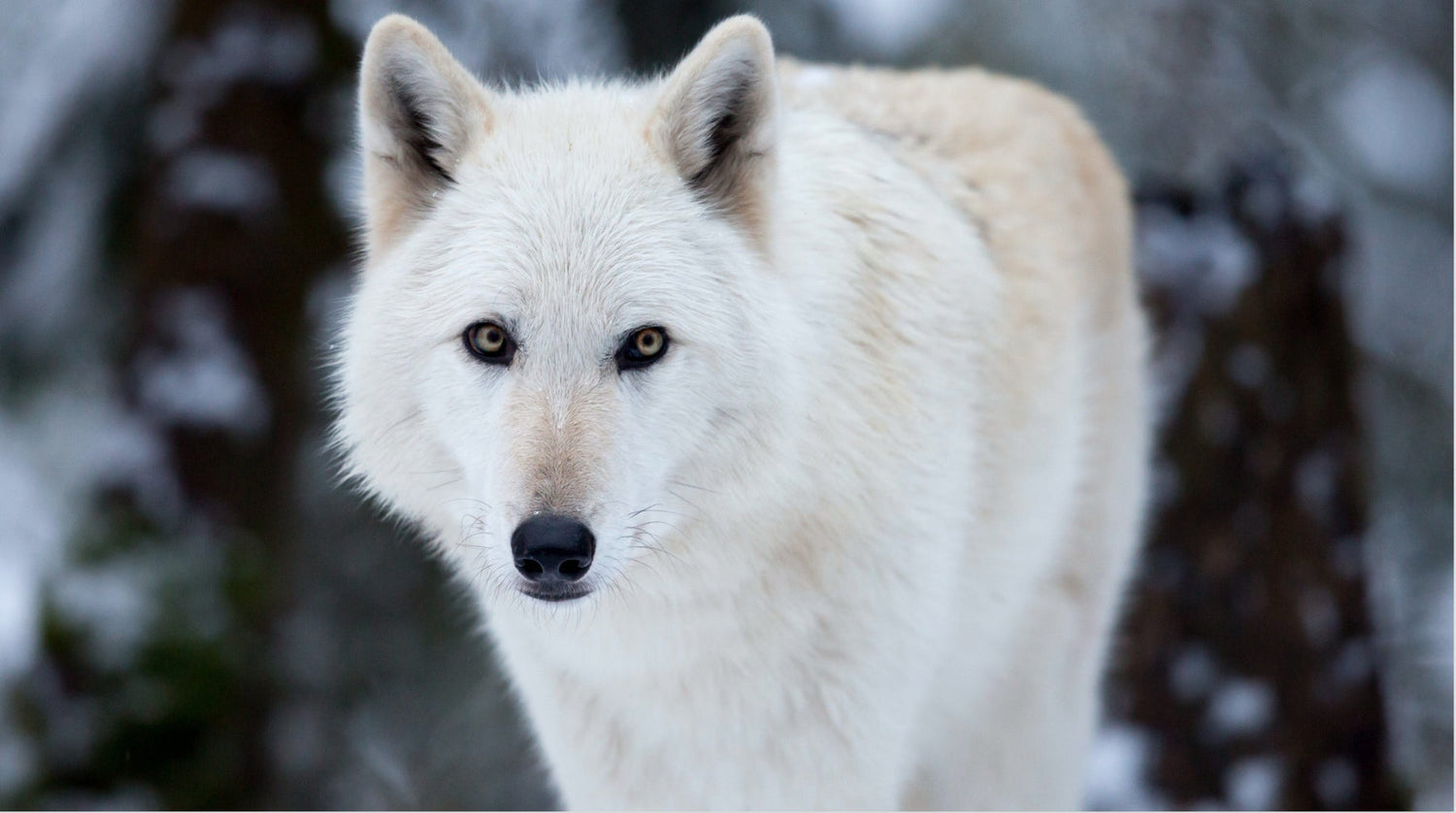 Which wolf are you feeding?