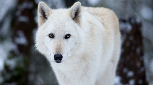 Which wolf are you feeding?