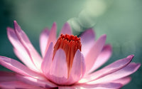 "Openhearted - Practices to Grow Kindness" Workshop - Live-Online - 24 October 2026