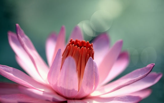"Openhearted - Practices to Grow Kindness" Workshop - Live-Online - 24 October 2026