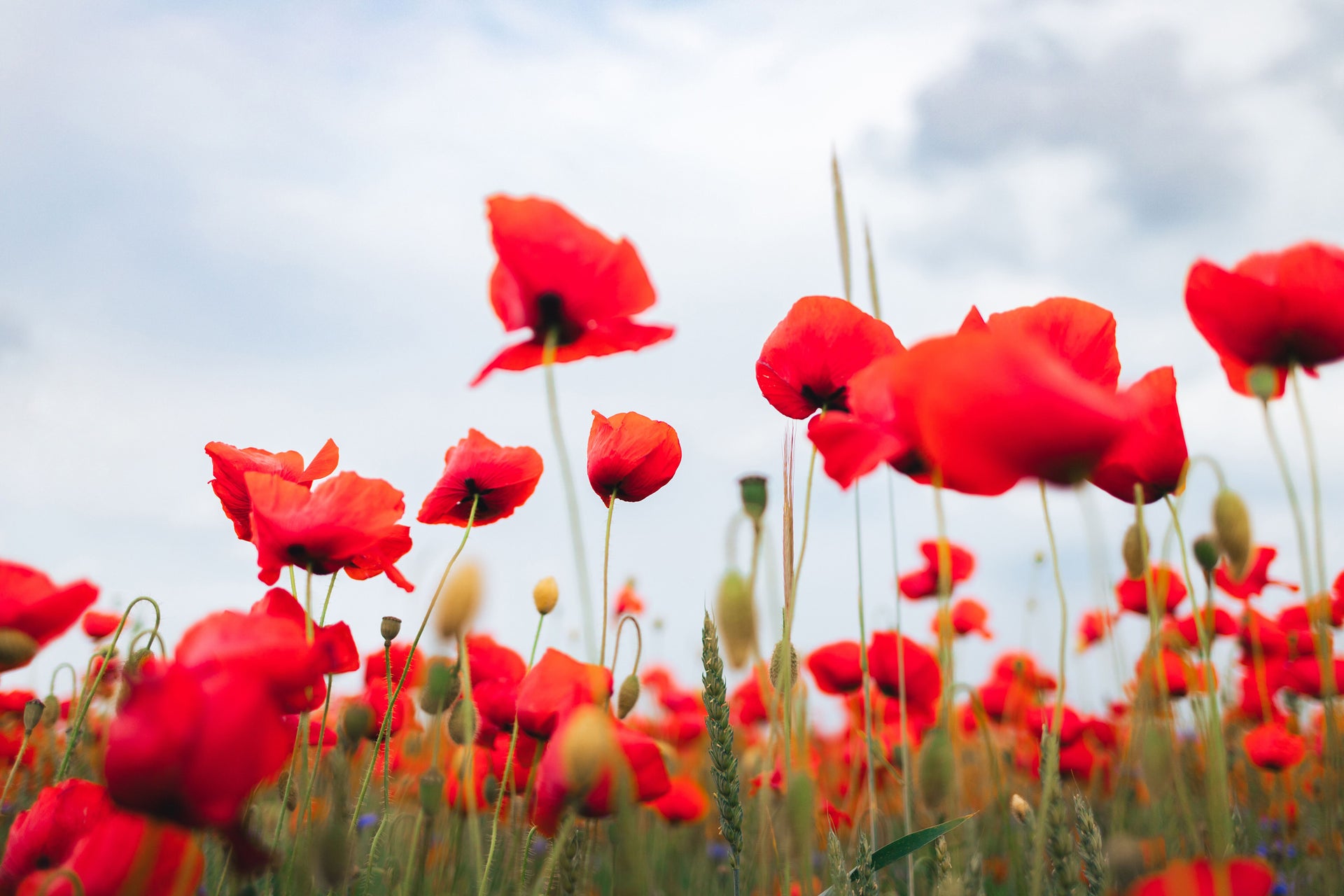 MBSR for Veterans, their Family & Carers